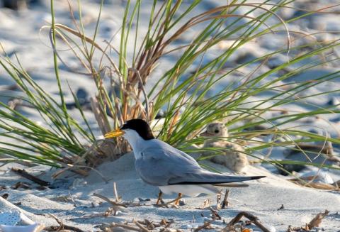 bird on the beach