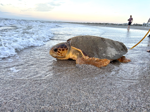 turtle on seashore